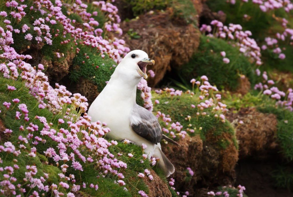 fulmar