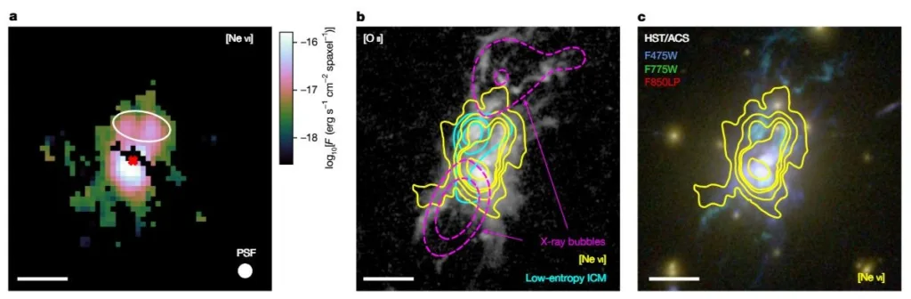 Phoenix Cluster gas and stars