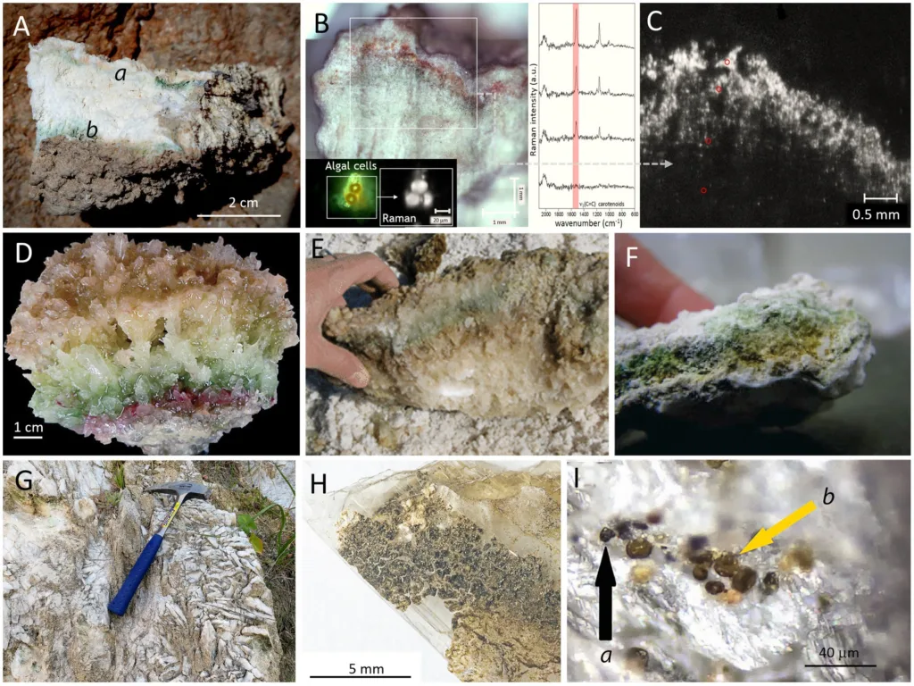 gypsum microbes Earth