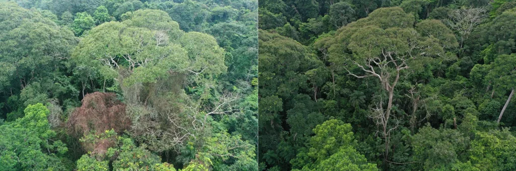 trees1