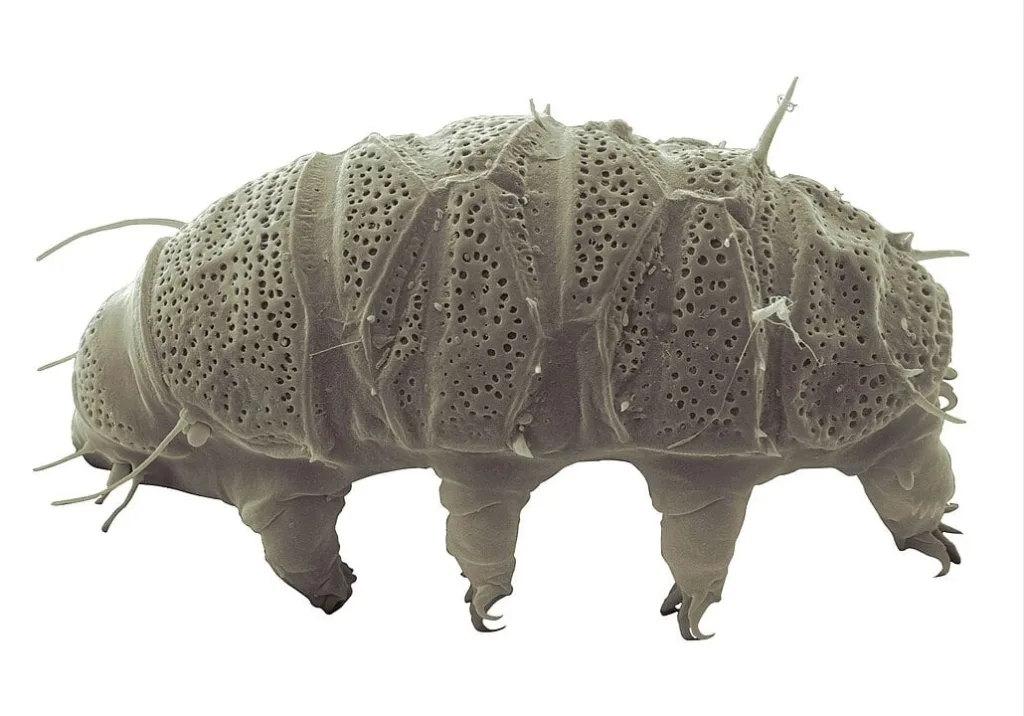 1030px Echiniscus insularis 10.3