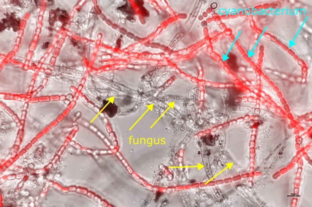 News ETID SYntheticLichen 23June