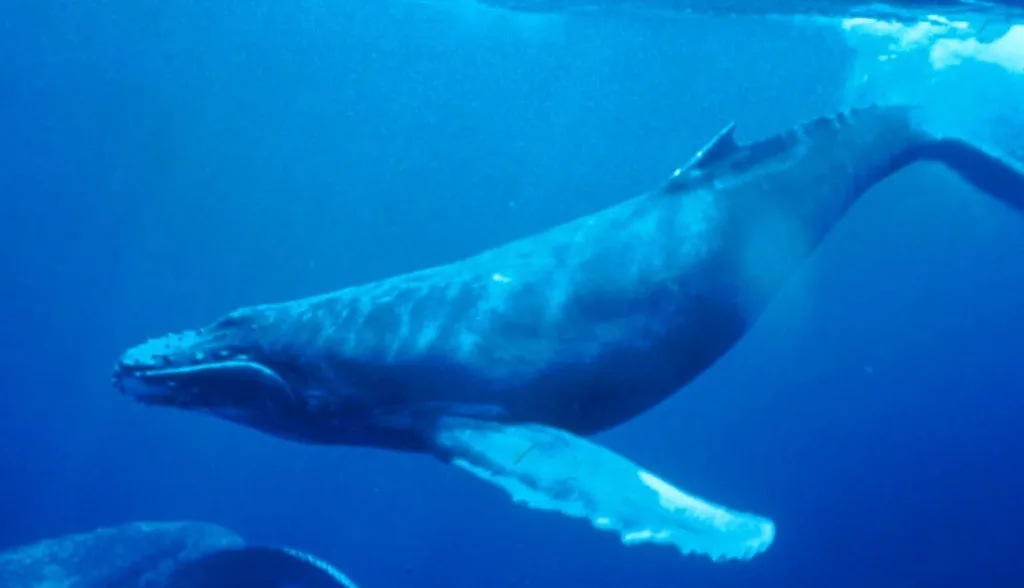 Humpback Whale underwater shot 2
