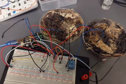 قارچها میتوانند انرژی کامپیوترهای سازگار با محیط زیست آینده را تامین کنند، مطالعهای که نشان میدهد