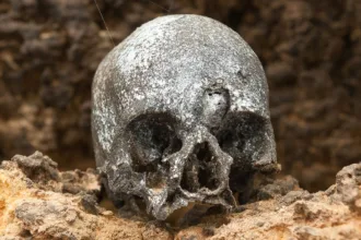 HumanSkull