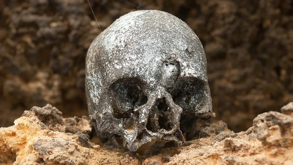 HumanSkull