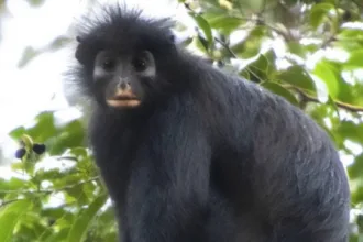 New Monkey Species In Congo 642x361 1