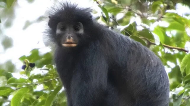 New Monkey Species In Congo 642x361 1