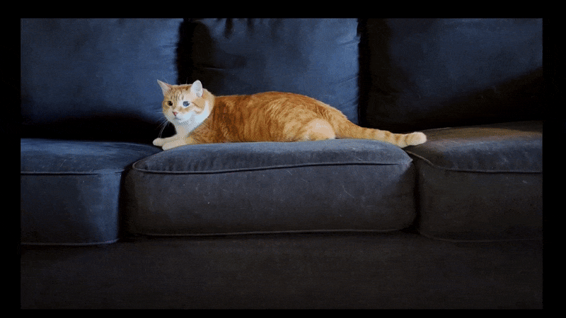 Video of Tater the Cat received from Psyche s DSOC pillars