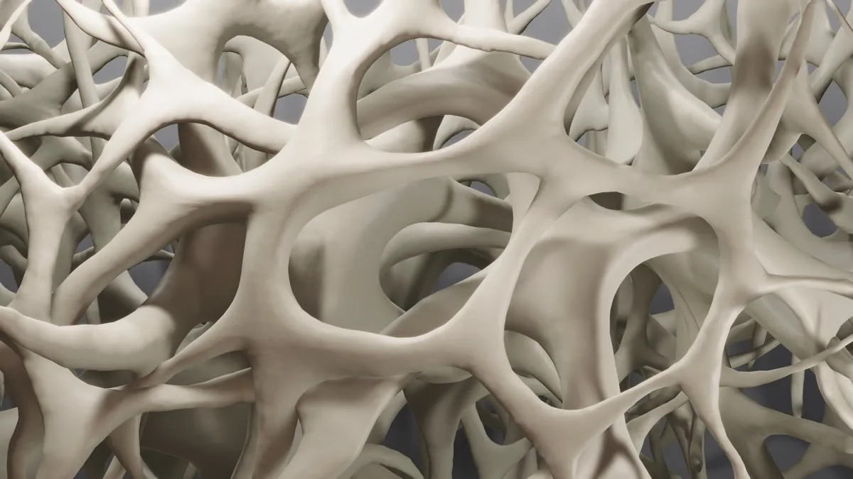 bone density closeup