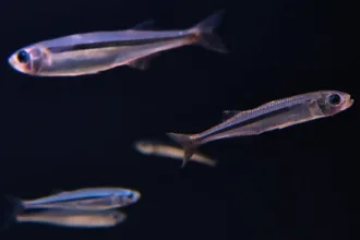 hypoatherina tsurugae
