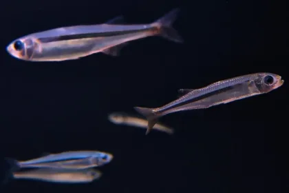 hypoatherina tsurugae