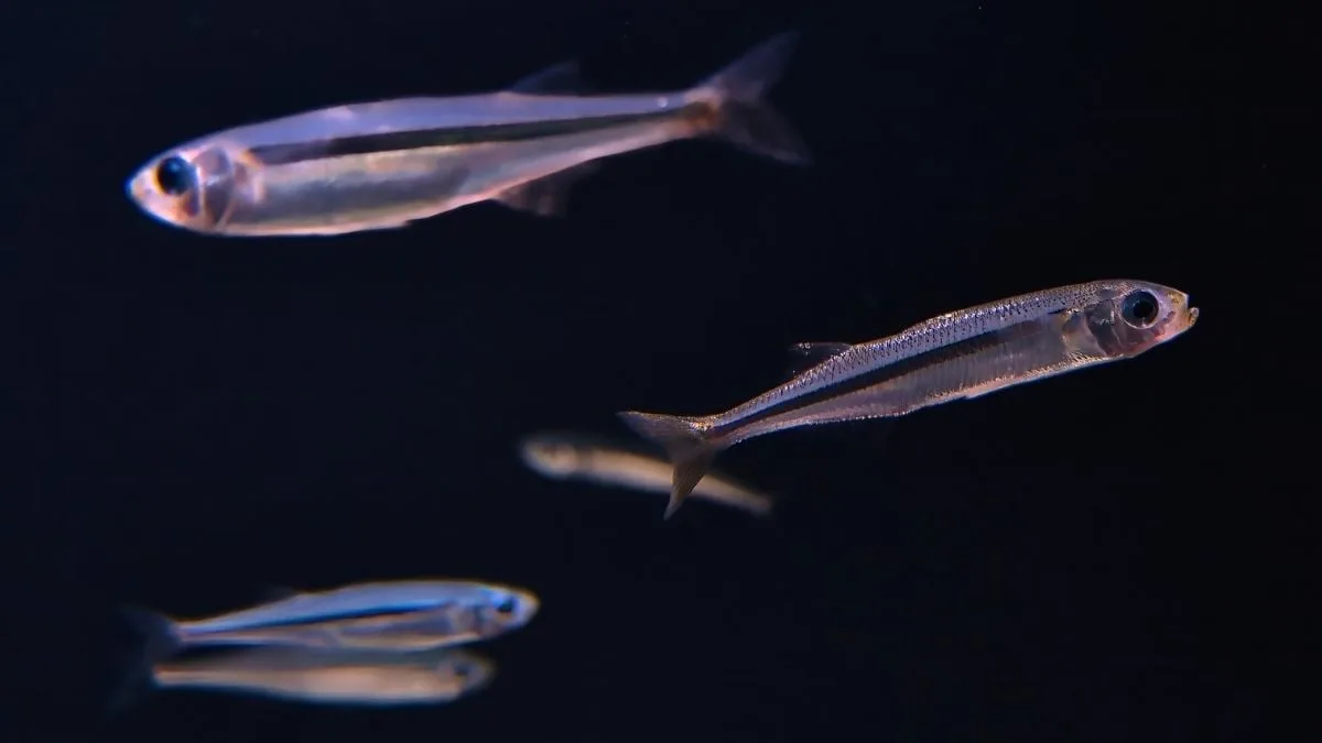 hypoatherina tsurugae