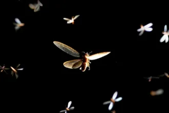 mayfly at night