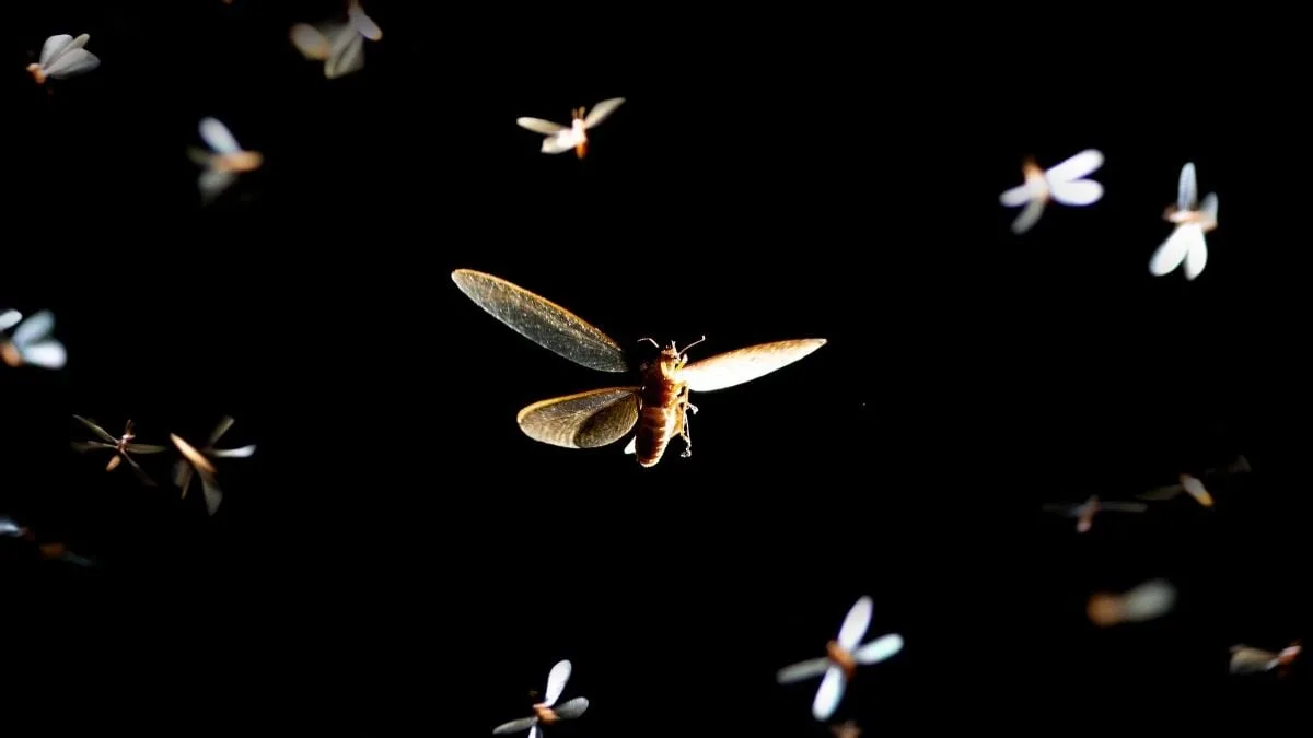 mayfly at night