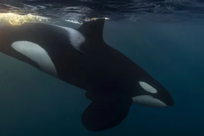 orca