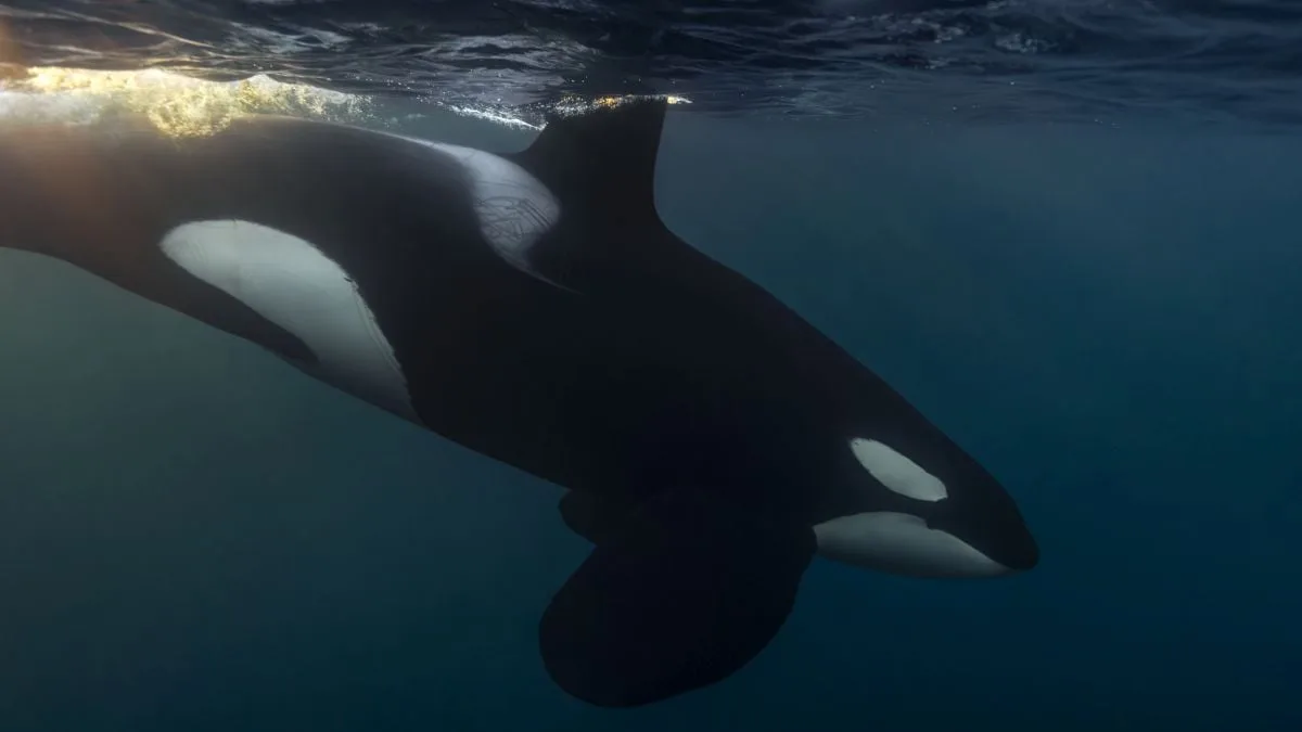 orca