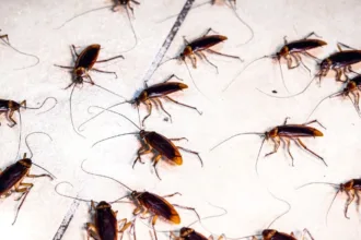 roaches