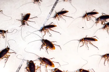 roaches