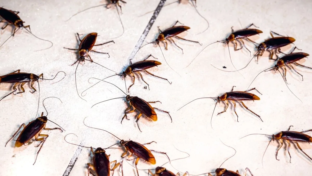 roaches