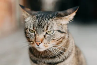 AngryCat