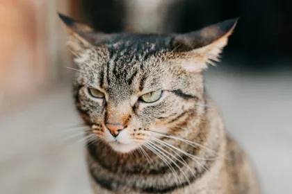 AngryCat
