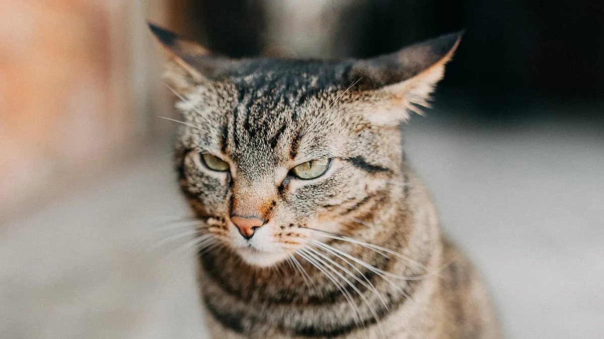 AngryCat