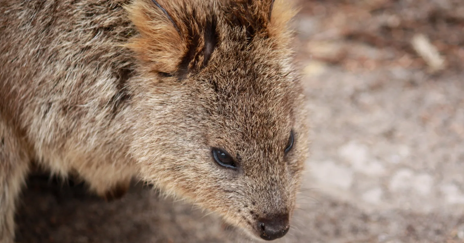 Australian marsupials