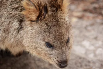 Australian marsupials