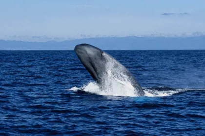 BlueWhaleBreach