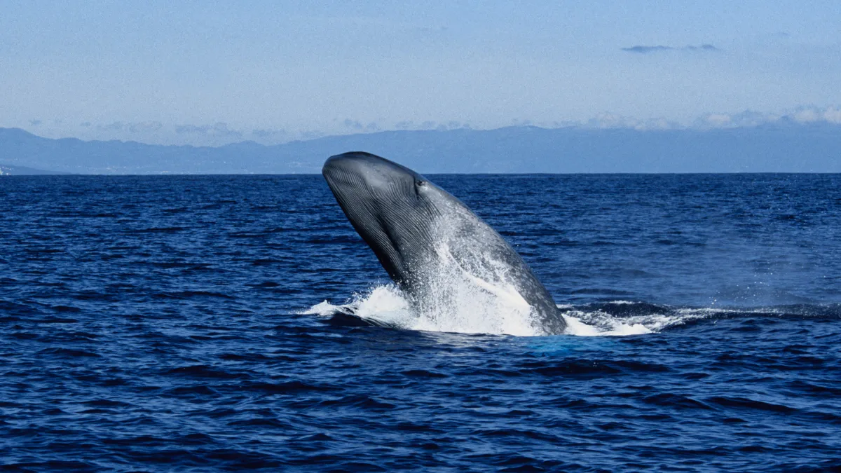 BlueWhaleBreach