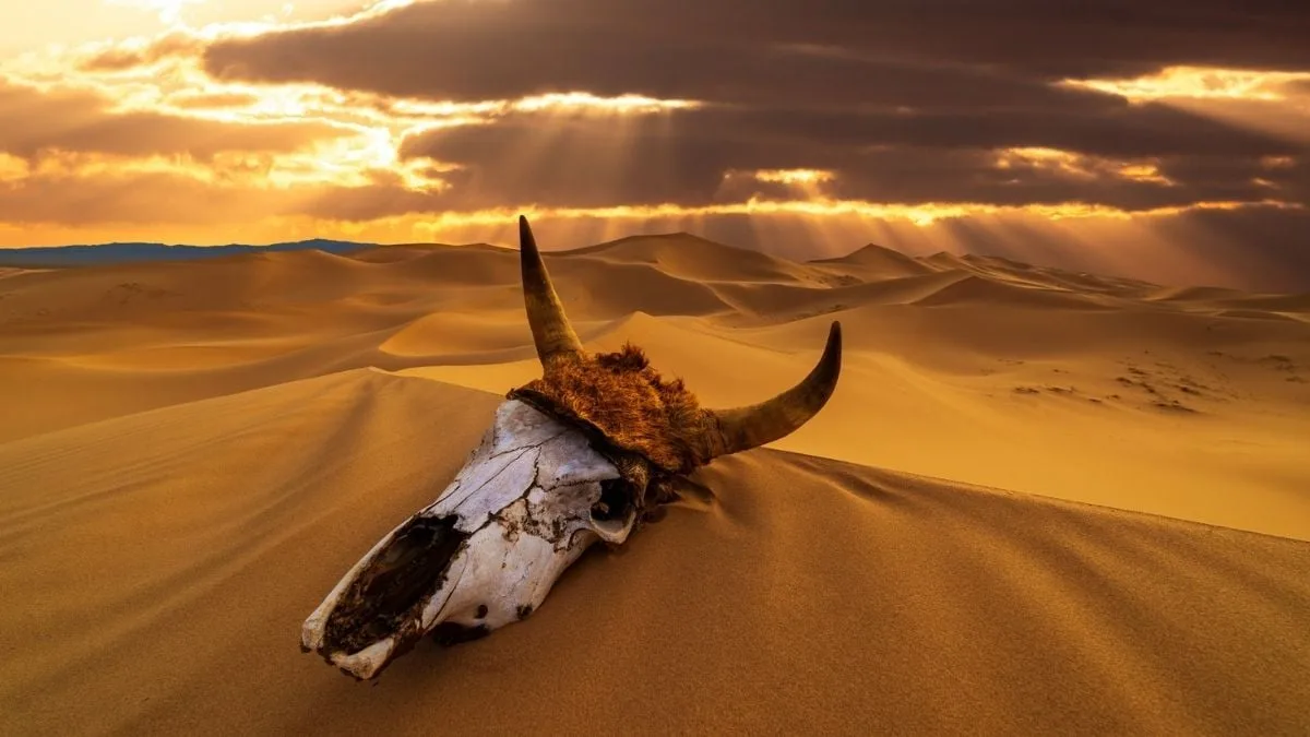 BullSkull