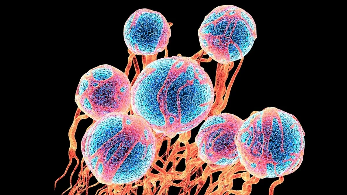 Cancer cells bright on black 1