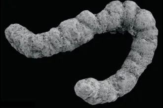Coprolite