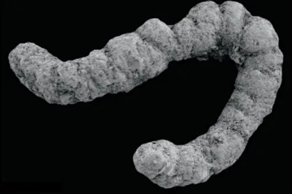 Coprolite