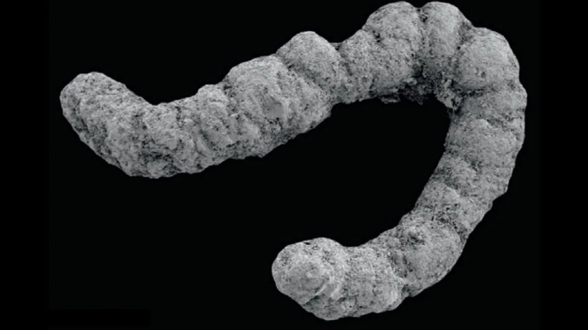 Coprolite