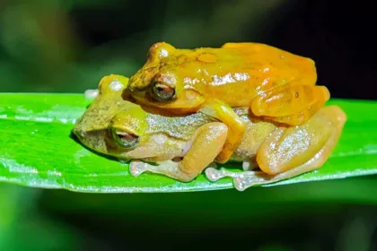 FrogSpecies