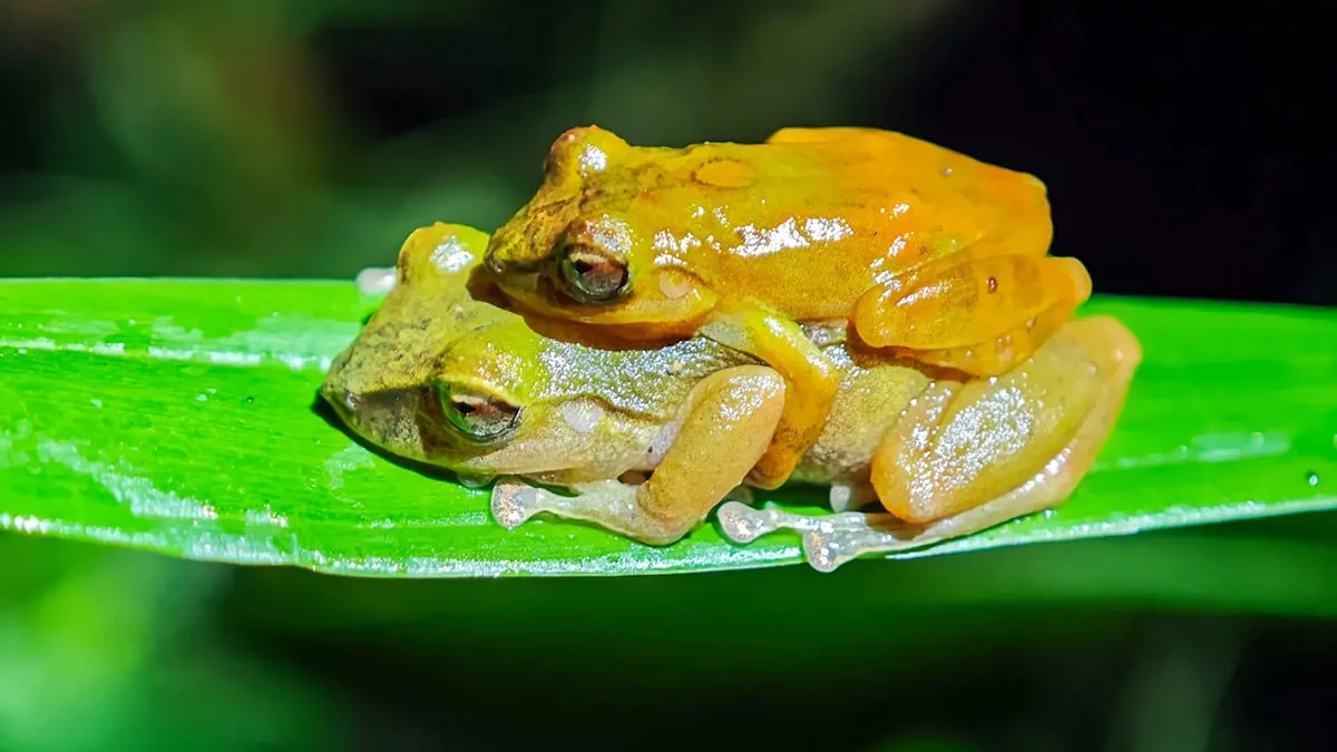 FrogSpecies