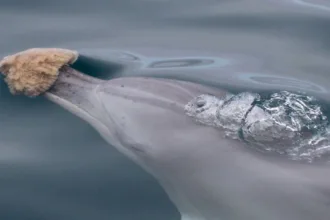 IndoPacificBottlenoseDolphinSponging