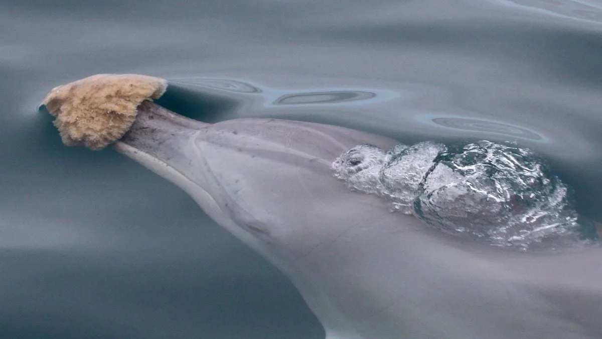 IndoPacificBottlenoseDolphinSponging
