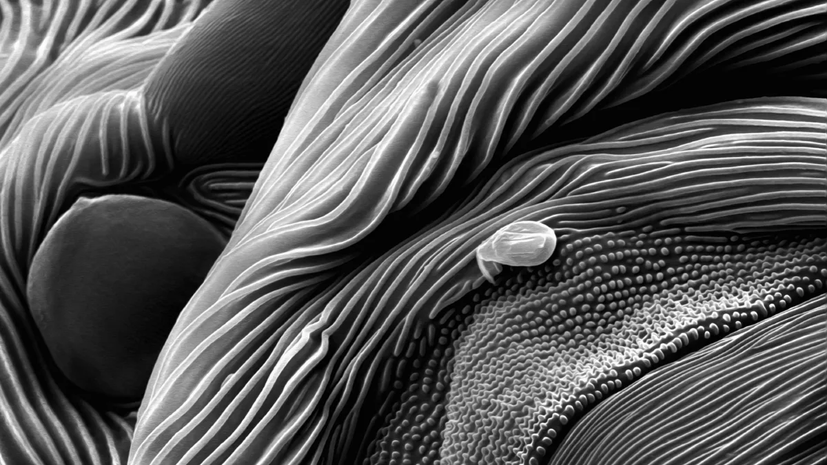 MicroMystery 2