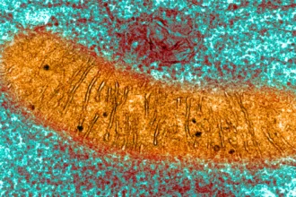 MitochondriaTEM