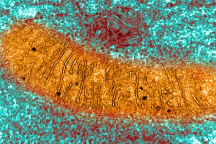 MitochondriaTEM