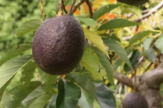 PerseaAmericanaFruitAvocadoTree