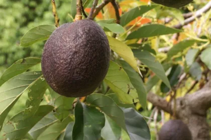PerseaAmericanaFruitAvocadoTree