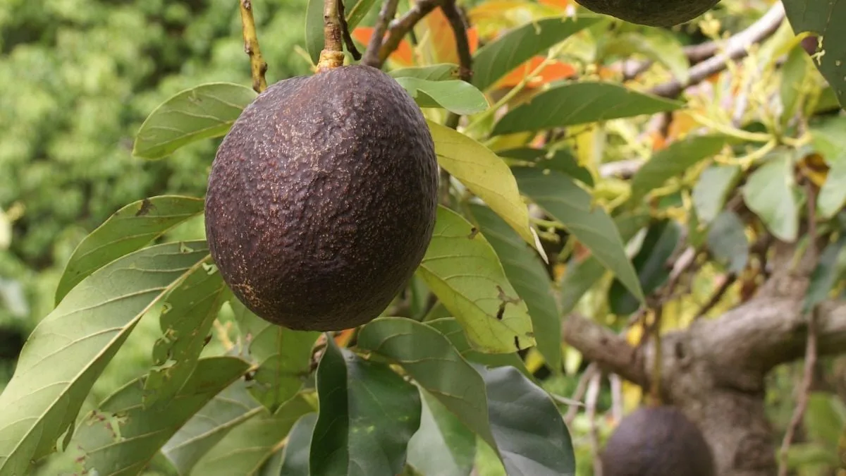 PerseaAmericanaFruitAvocadoTree