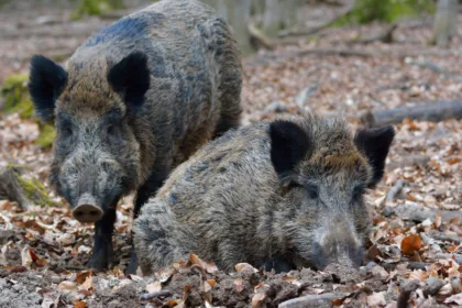WildBoars