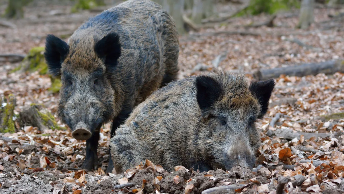 WildBoars