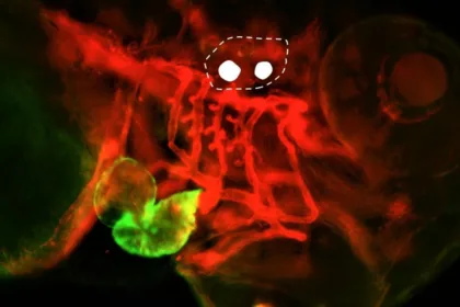 Zebrafish fluorescence