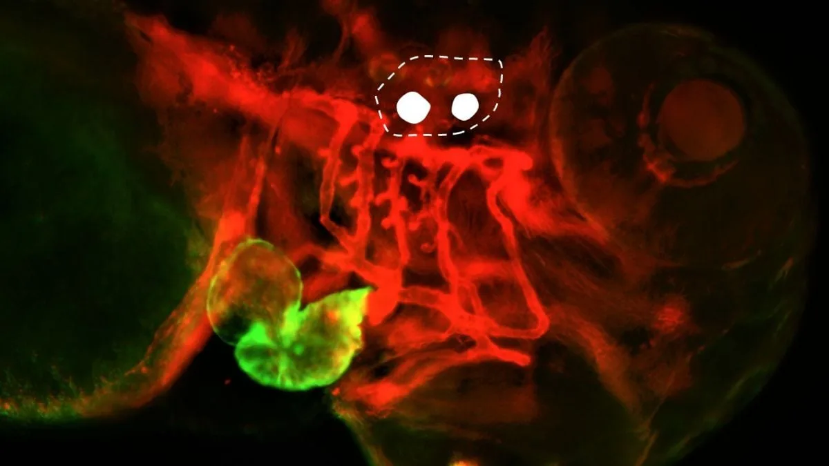 Zebrafish fluorescence